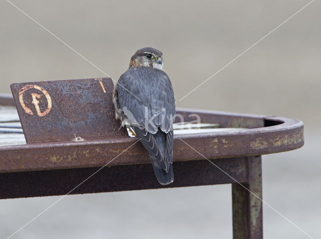 Smelleken (Falco columbarius)