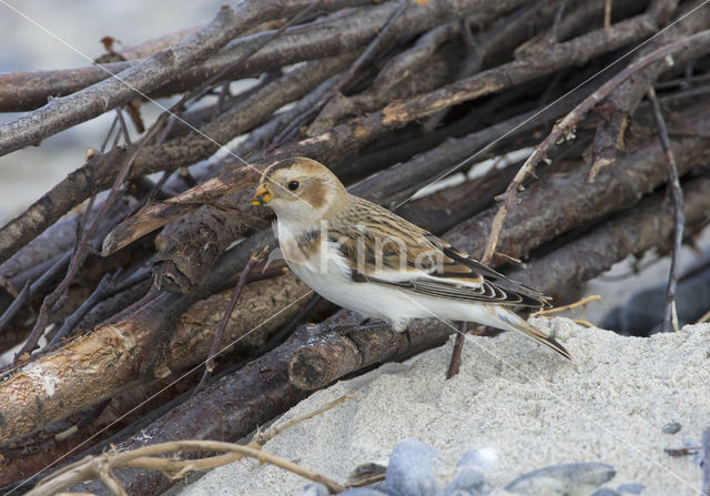 Snow Bunting (Plectrophenax nivalis)