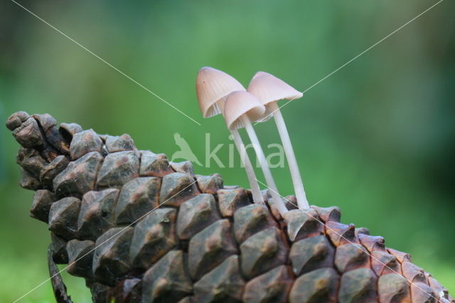 Sneeuwwitte mycena (Hemimycena lactea)