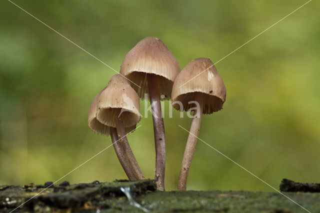 Sneeuwwitte mycena (Hemimycena lactea)