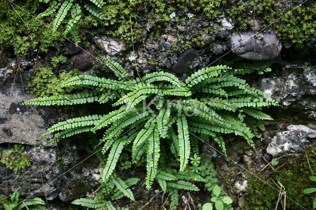 Steenbreekvaren (Asplenium trichomanes)