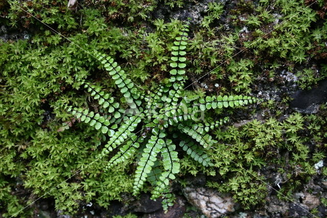 Steenbreekvaren (Asplenium trichomanes)