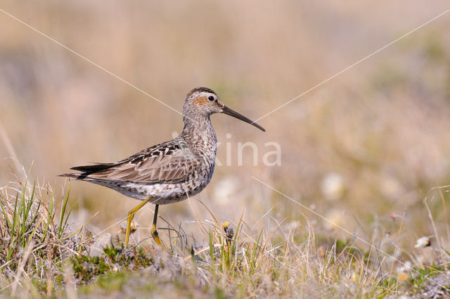 Stilt Sandpiper (Calidris himantopus)