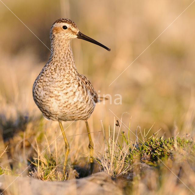 Steltstrandloper (Calidris himantopus)