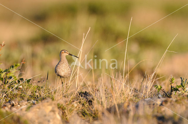 Steltstrandloper (Calidris himantopus)