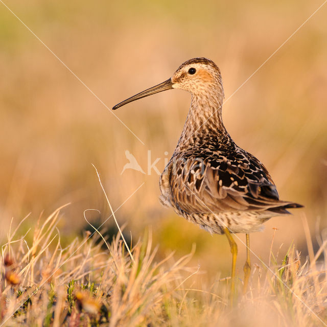 Steltstrandloper (Calidris himantopus)