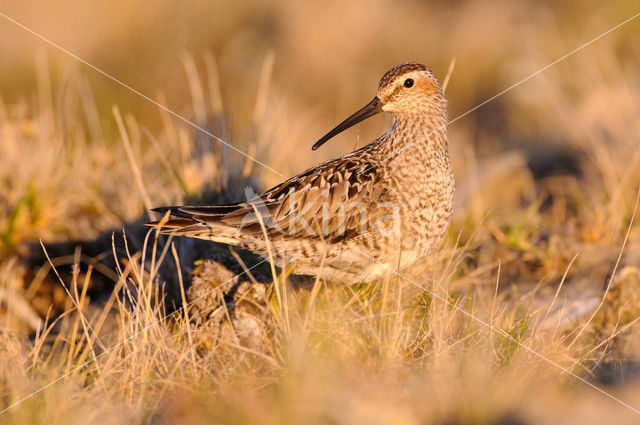 Stilt Sandpiper (Calidris himantopus)