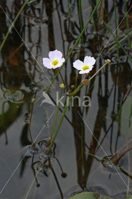 Stijve moerasweegbree (Echinodorus ranunculoides)