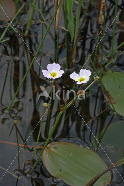 Stijve moerasweegbree (Echinodorus ranunculoides)