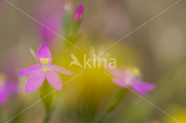 Strandduizendguldenkruid (Centaurium littorale)