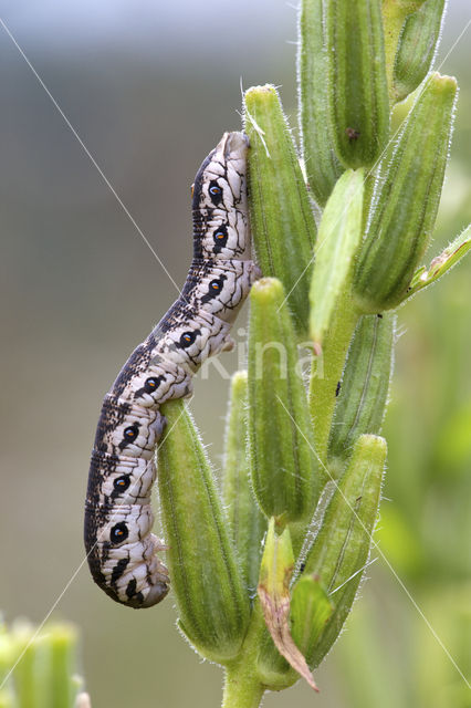 Teunisbloempijlstaart (Proserpinus proserpina)