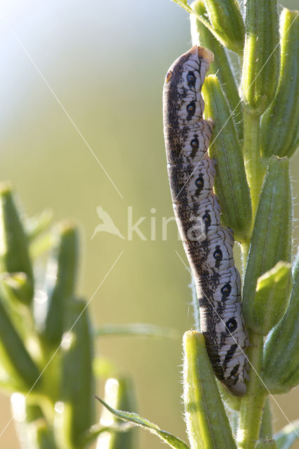 Teunisbloempijlstaart (Proserpinus proserpina)