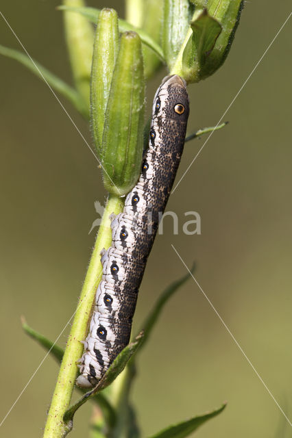 Teunisbloempijlstaart (Proserpinus proserpina)