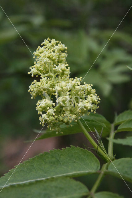 Trosvlier (Sambucus racemosa)