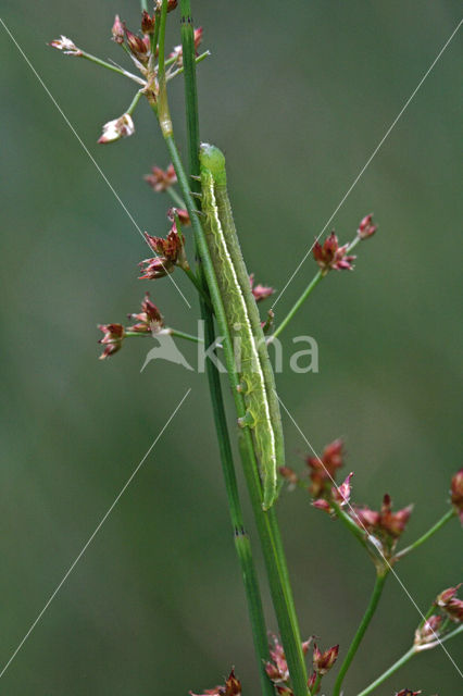 Veldrus (Juncus acutiflorus)