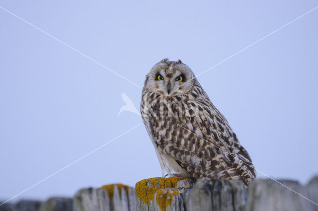 Short-eared Owl (Asio flammeus)