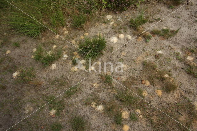 Viltige groefbij (Lasioglossum prasinum)