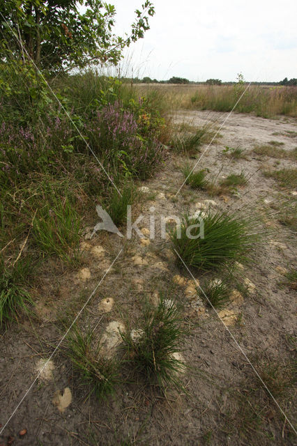 Viltige groefbij (Lasioglossum prasinum)