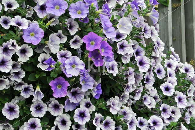 violetflower petunia (Petunia integrifolia)