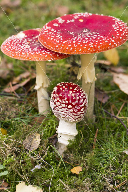 Vliegenzwam (Amanita muscaria)