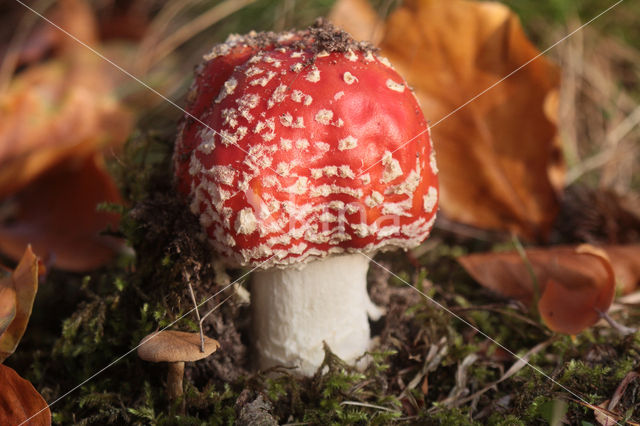 Vliegenzwam (Amanita muscaria)