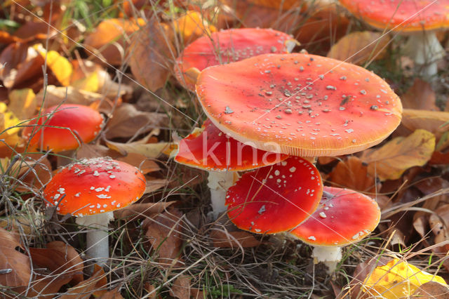 Vliegenzwam (Amanita muscaria)