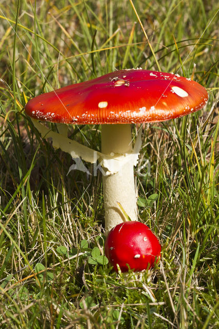 Vliegenzwam (Amanita muscaria)