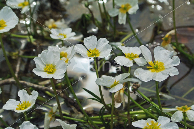 Vlottende waterranonkel (Ranunculus fluitans)