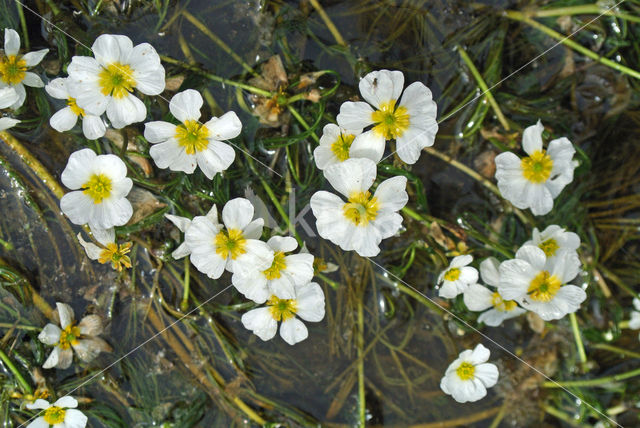 Vlottende waterranonkel (Ranunculus fluitans)