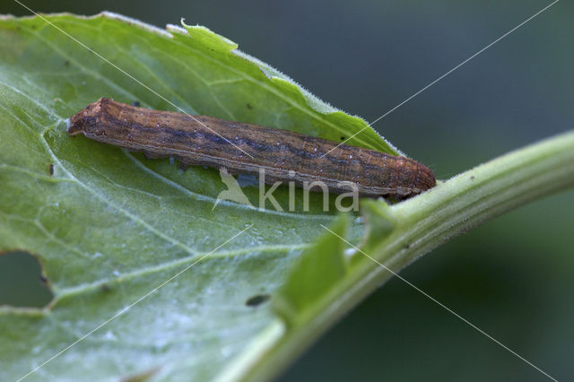 Vogelwiekje (Dypterygia scabriuscula)