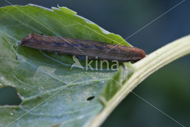 Vogelwiekje (Dypterygia scabriuscula)