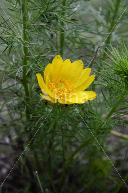 Voorjaarsadonis (Adonis vernalis)