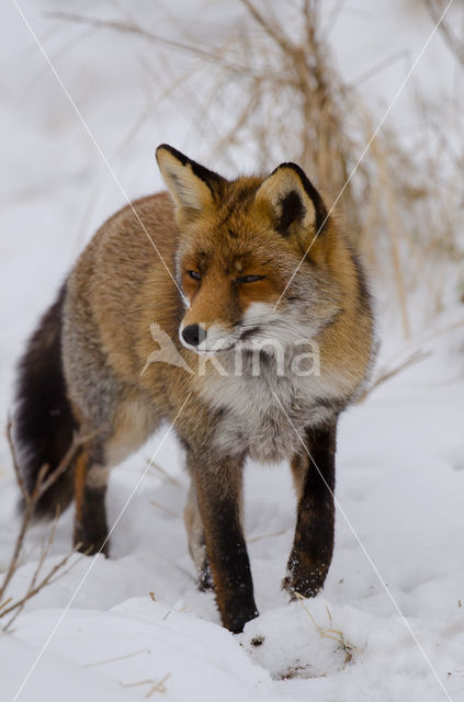 Vos (Vulpes vulpes)