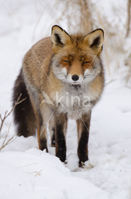 Vos (Vulpes vulpes)