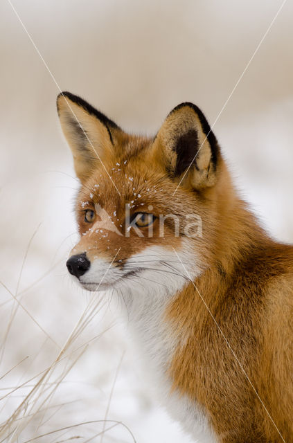 Vos (Vulpes vulpes)