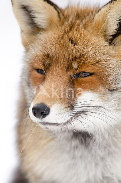 Vos (Vulpes vulpes)