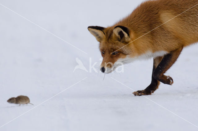 Vos (Vulpes vulpes)