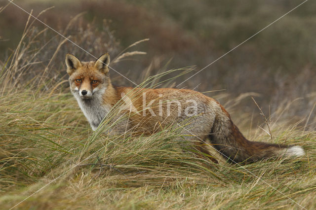 Vos (Vulpes vulpes)