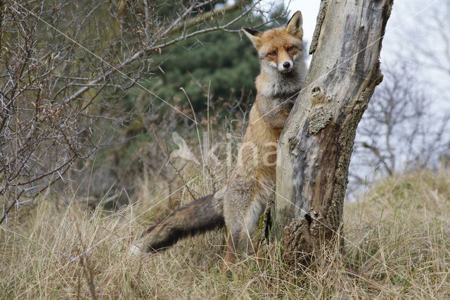 Vos (Vulpes vulpes)