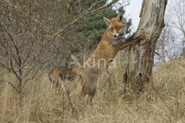 Vos (Vulpes vulpes)