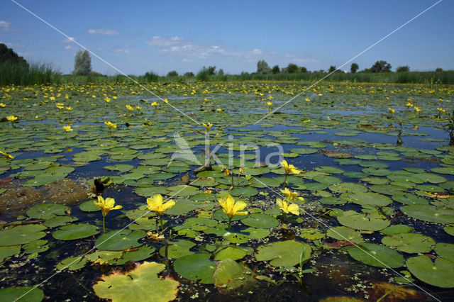 Watergentiaan (Nymphoides peltata)