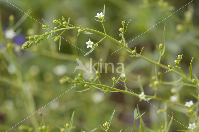 Weidebergvlas (Thesium pyrenaicum)