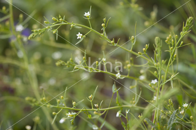 Weidebergvlas (Thesium pyrenaicum)