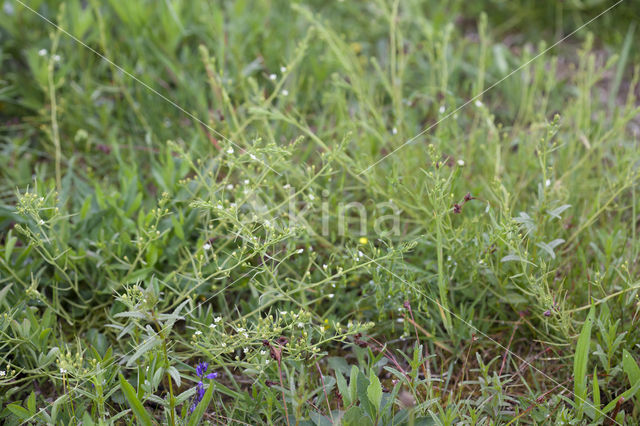 Meadow Bastard Toadflax (Thesium pyrenaicum)