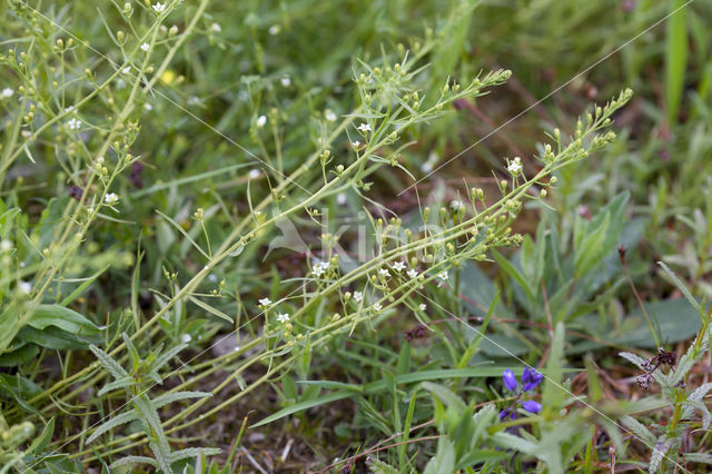 Weidebergvlas (Thesium pyrenaicum)