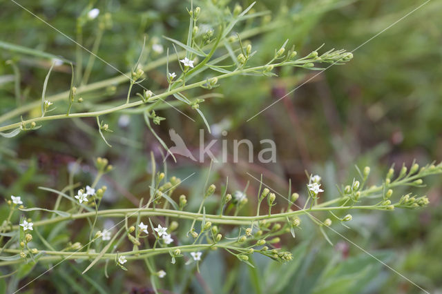 Weidebergvlas (Thesium pyrenaicum)