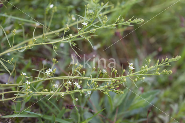 Weidebergvlas (Thesium pyrenaicum)