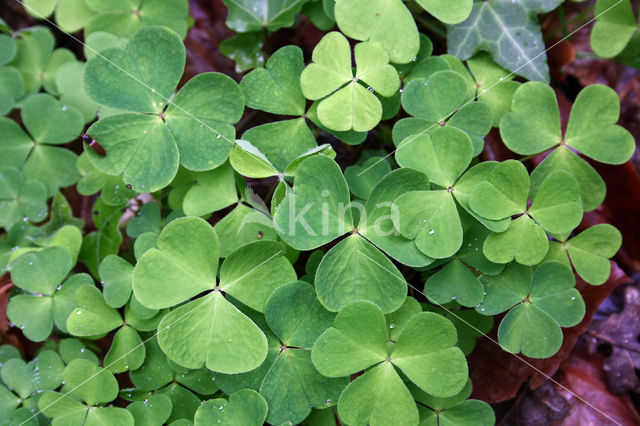 Witte klaverzuring (Oxalis acetosella)