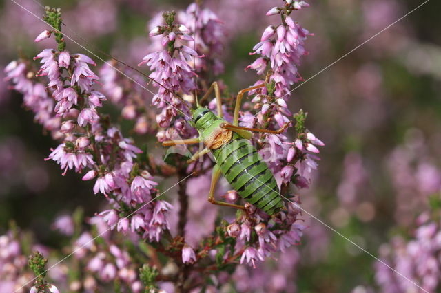 Saddle-backed Bush-cricket (Ephippiger ephippiger)