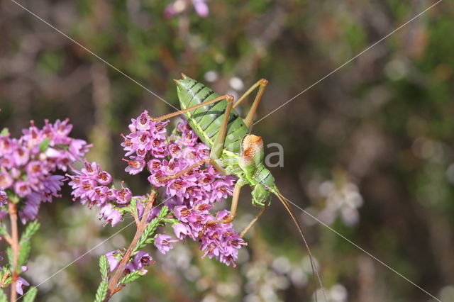 Saddle-backed Bush-cricket (Ephippiger ephippiger)